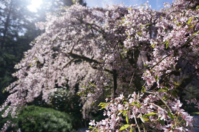 The blossoming cherry tree at Portland Japanese Garden.